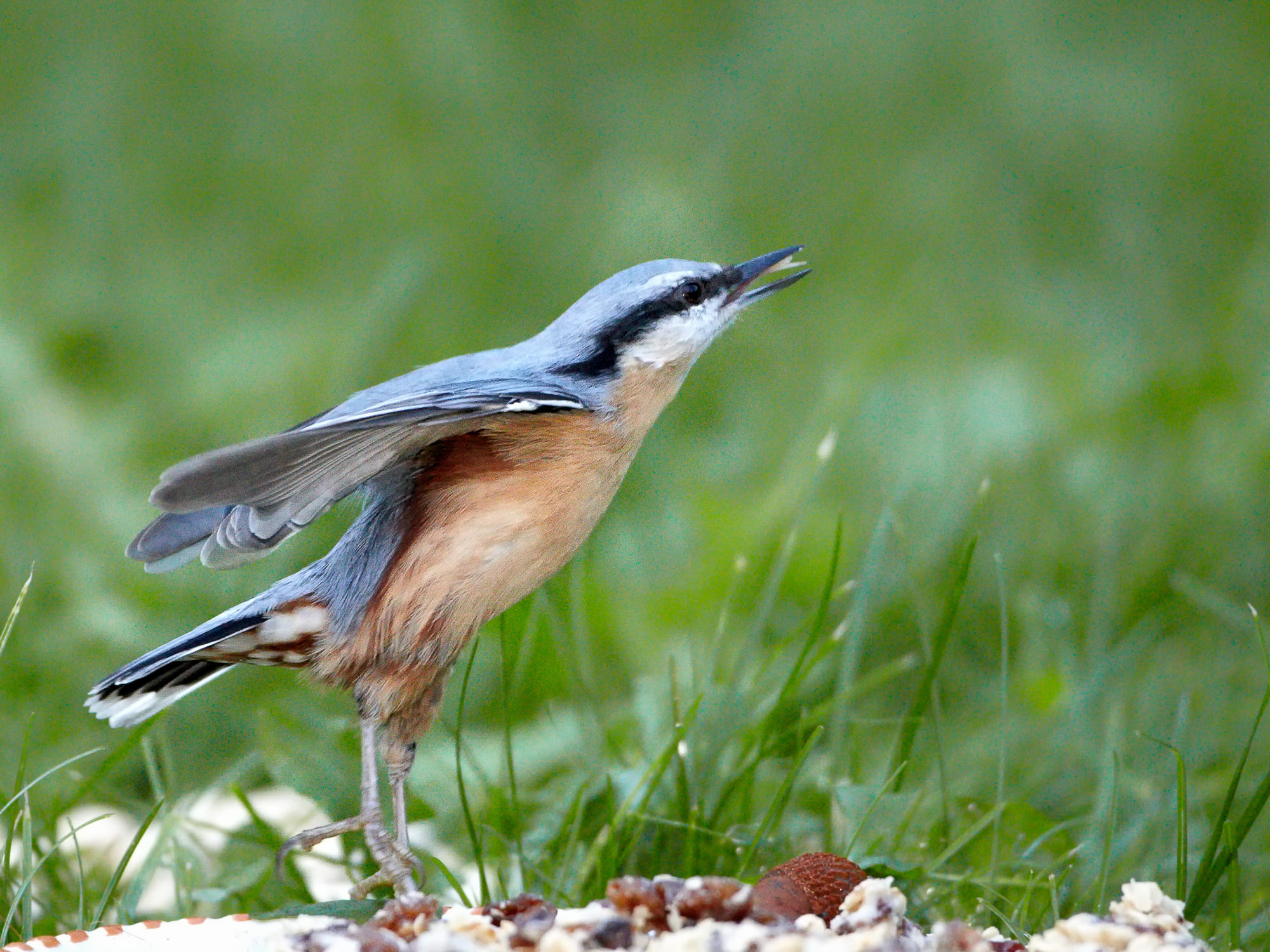 nuthatch