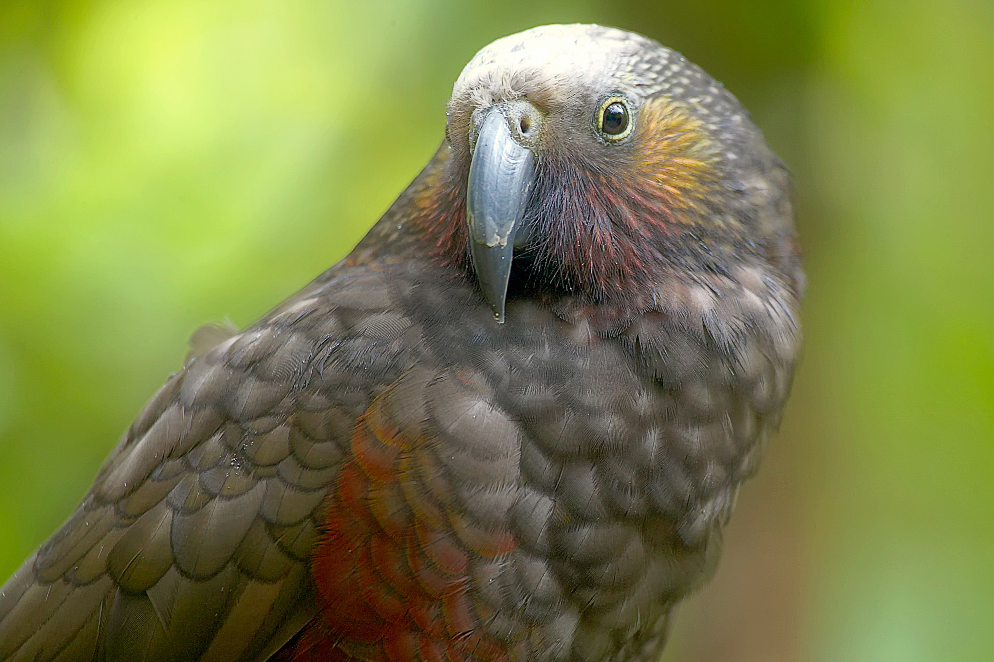 kaka or forest-parrot
