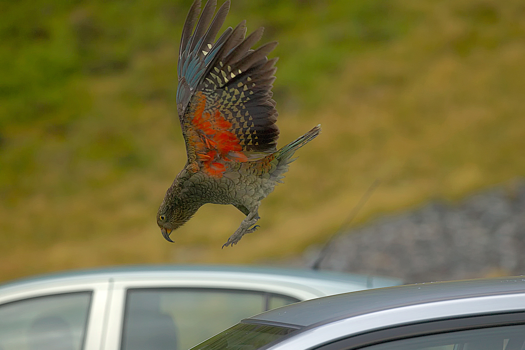 Kea between the waiting cars at Homer Pass, New Zealand
