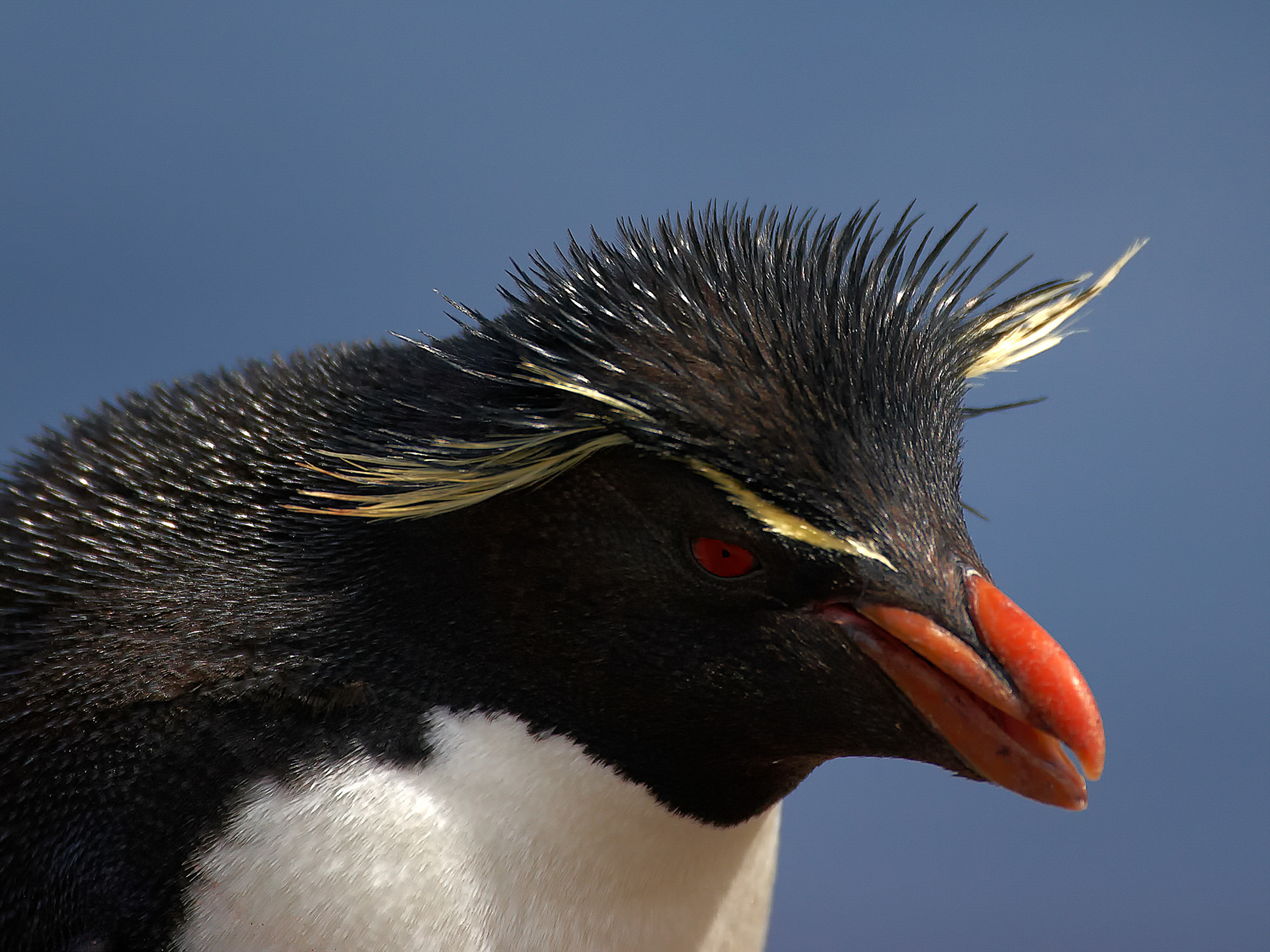rockhopper penguin