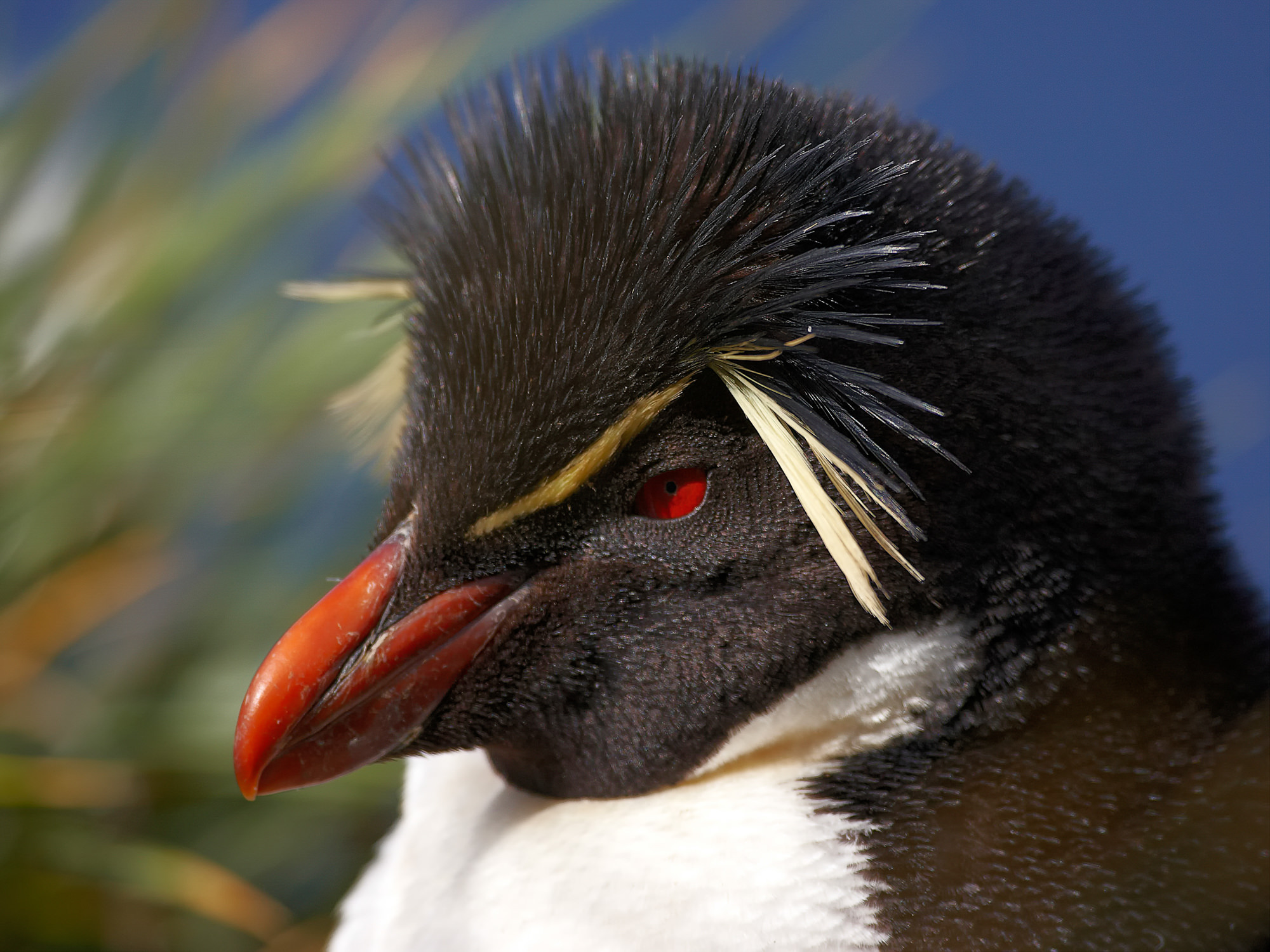 rockhopper penguin