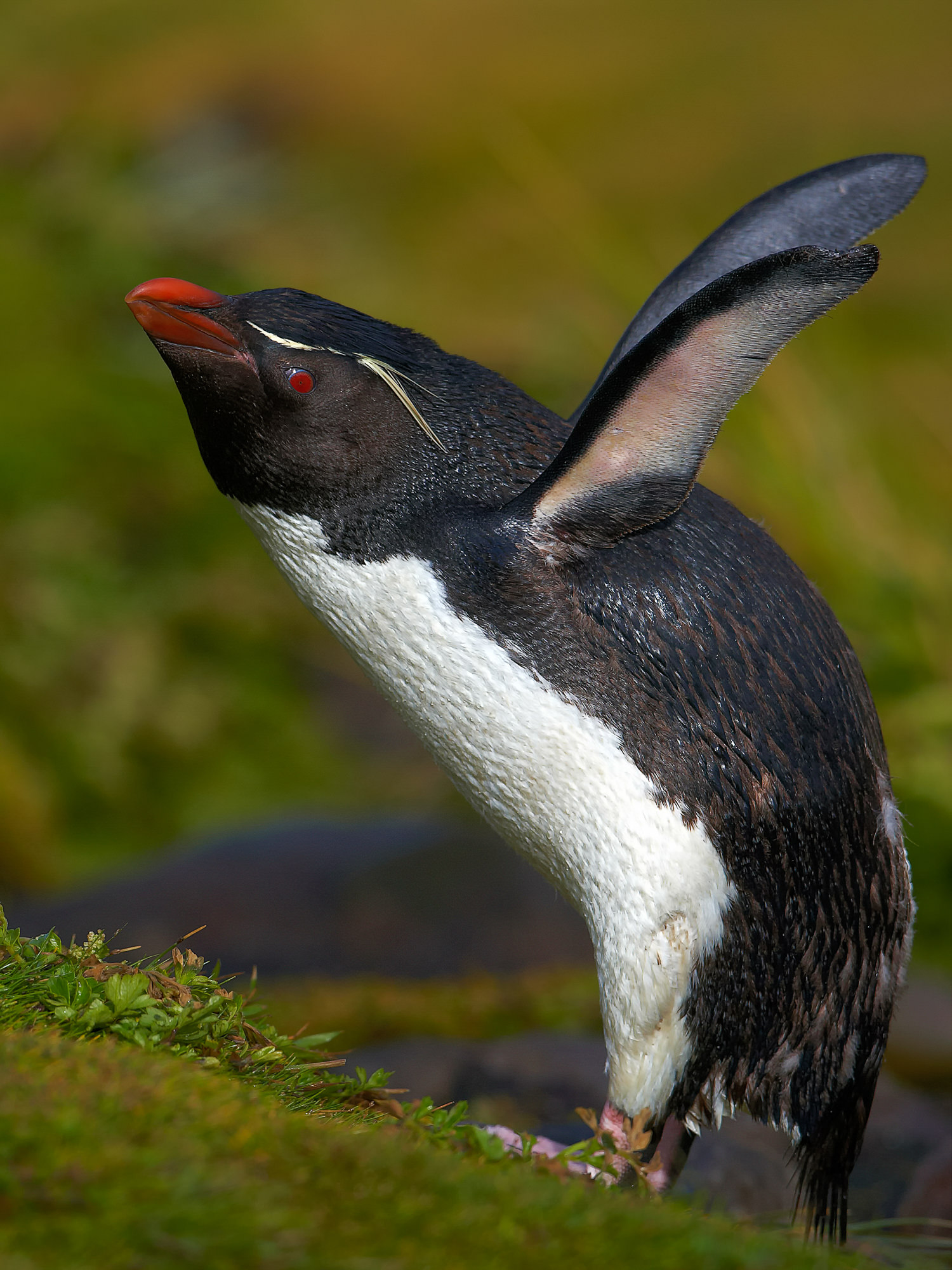rockhopper penguin