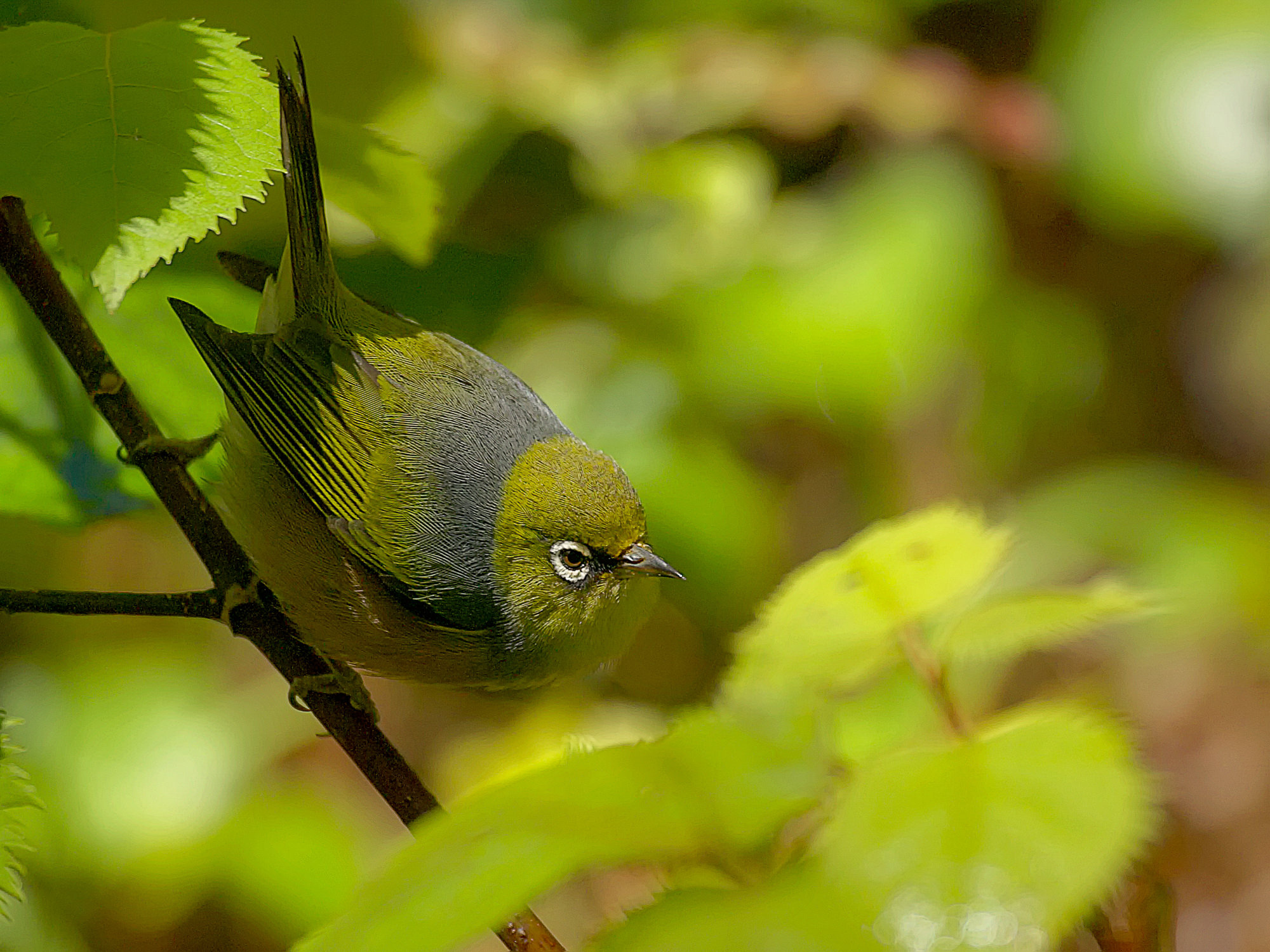 silvereye, New Zealand