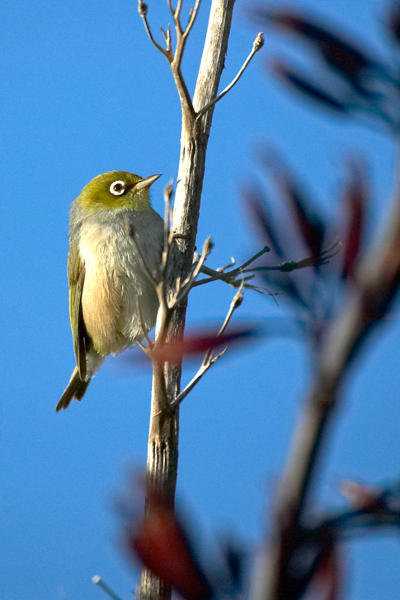 silvereye, New Zealand