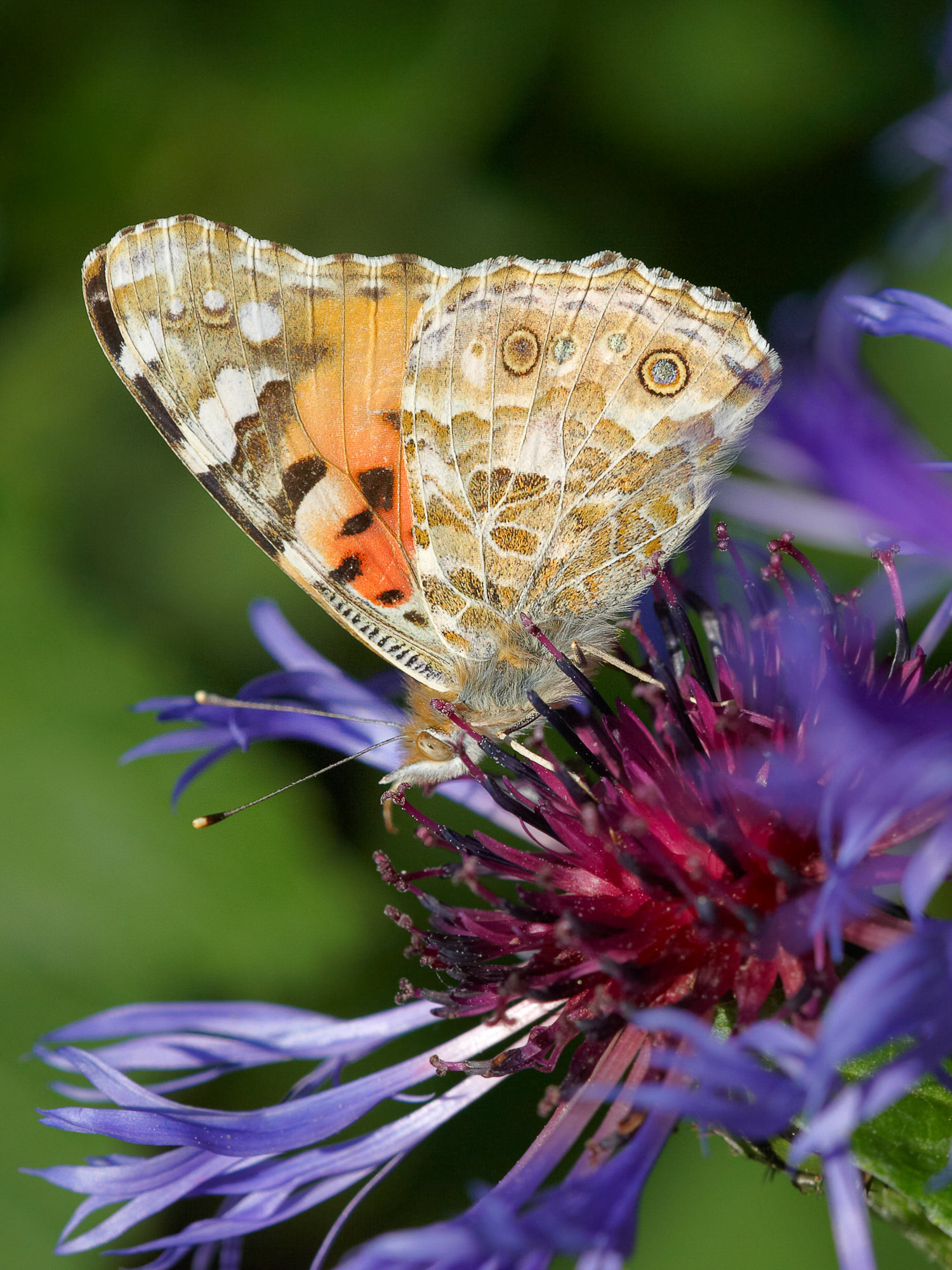 Thistle butterfly