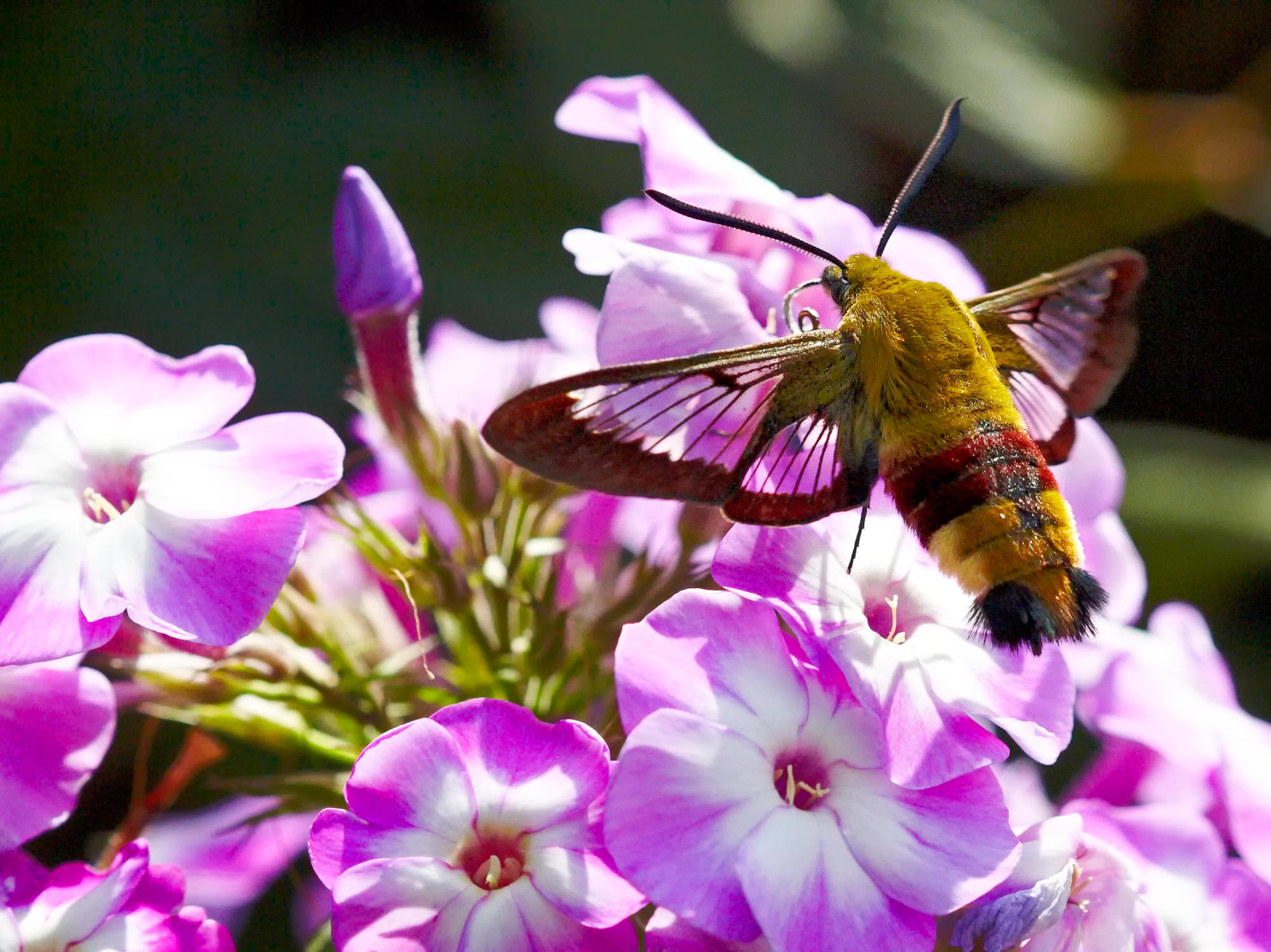 Hummingbird hawkmoth