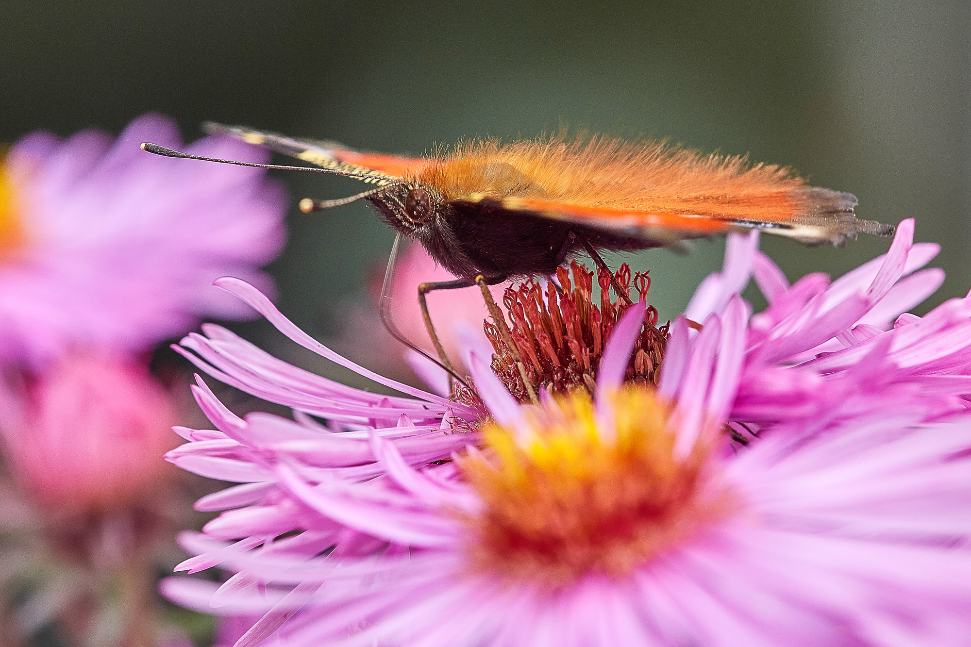 Peacock butterfly