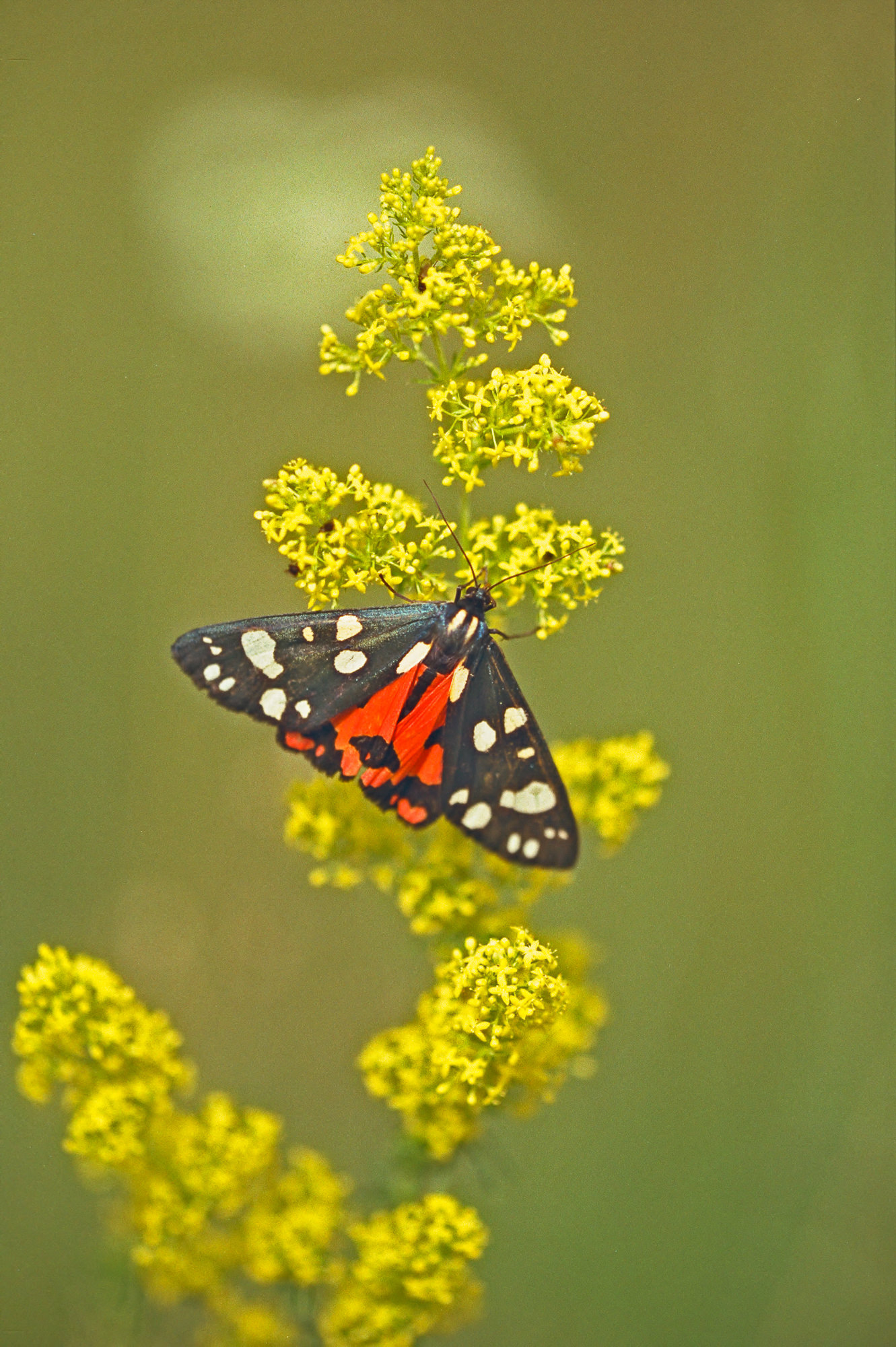 Scarlet tiger moth