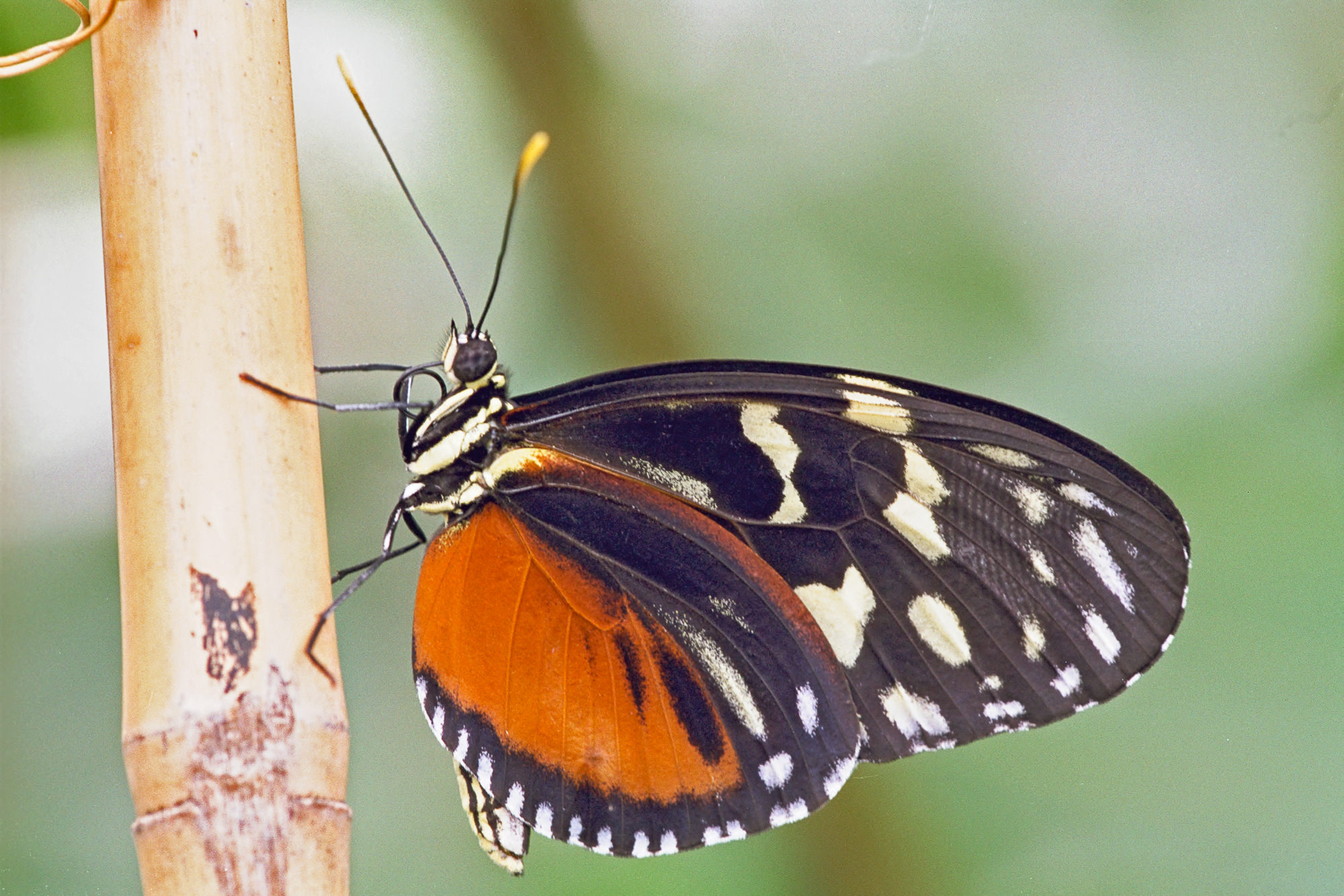 Passionsblumenfalter (Ithomiidae)