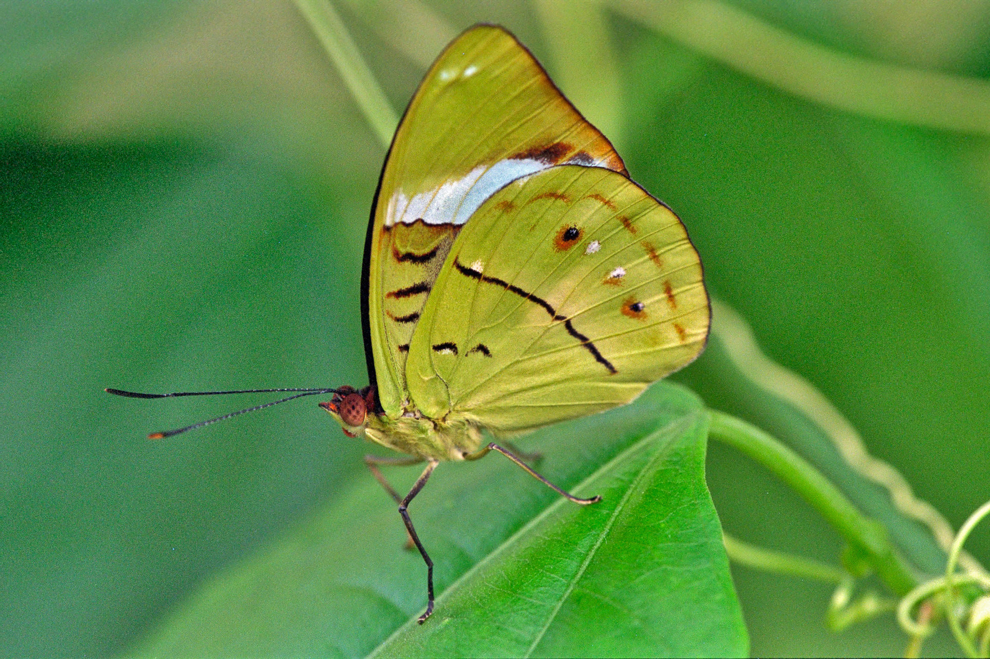 Brimstone butterfly (Pieridae)
