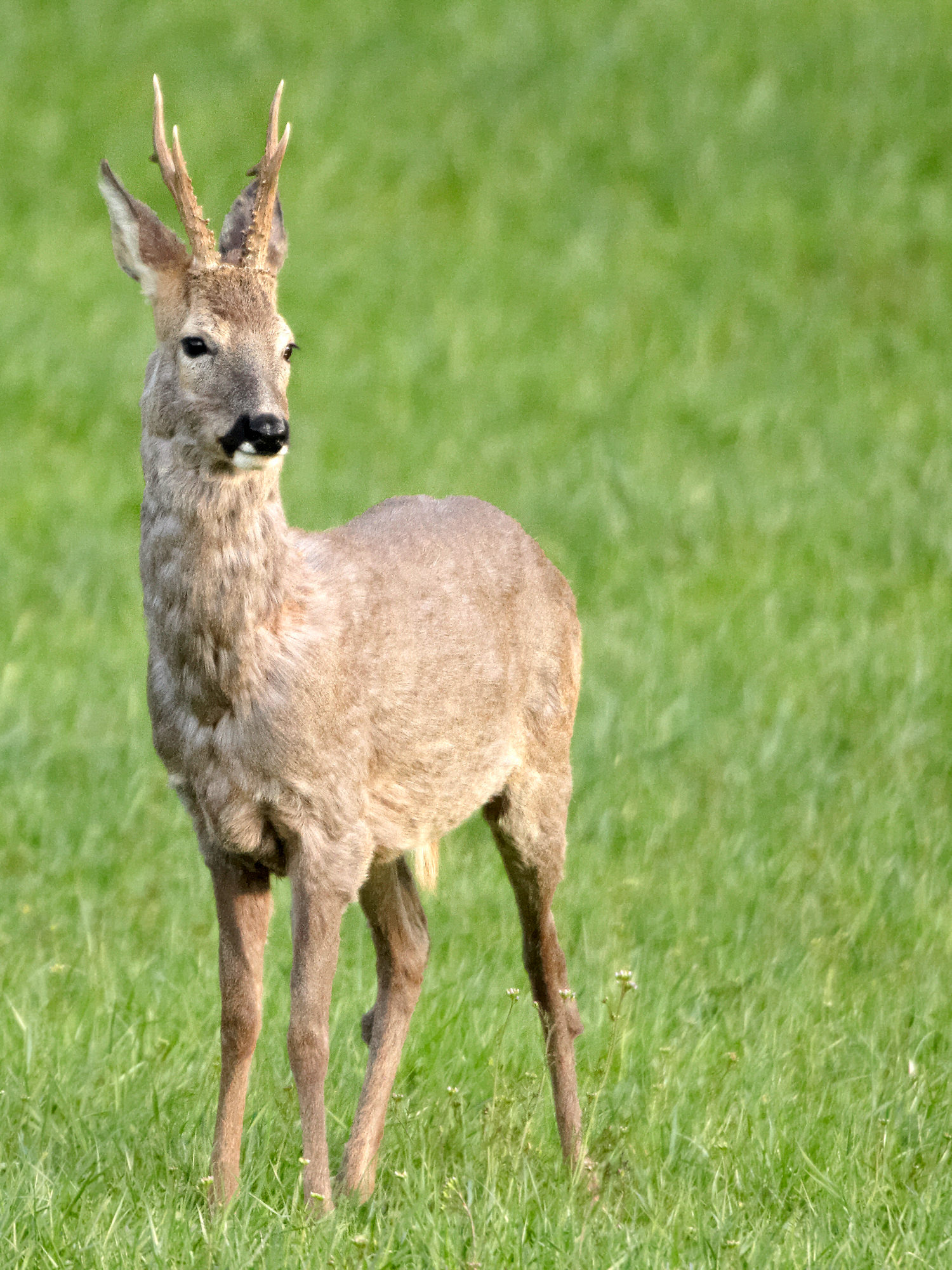 Young roebuck