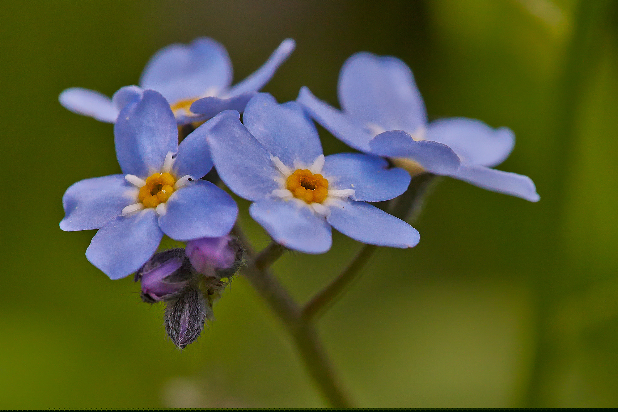 forget-me-nots