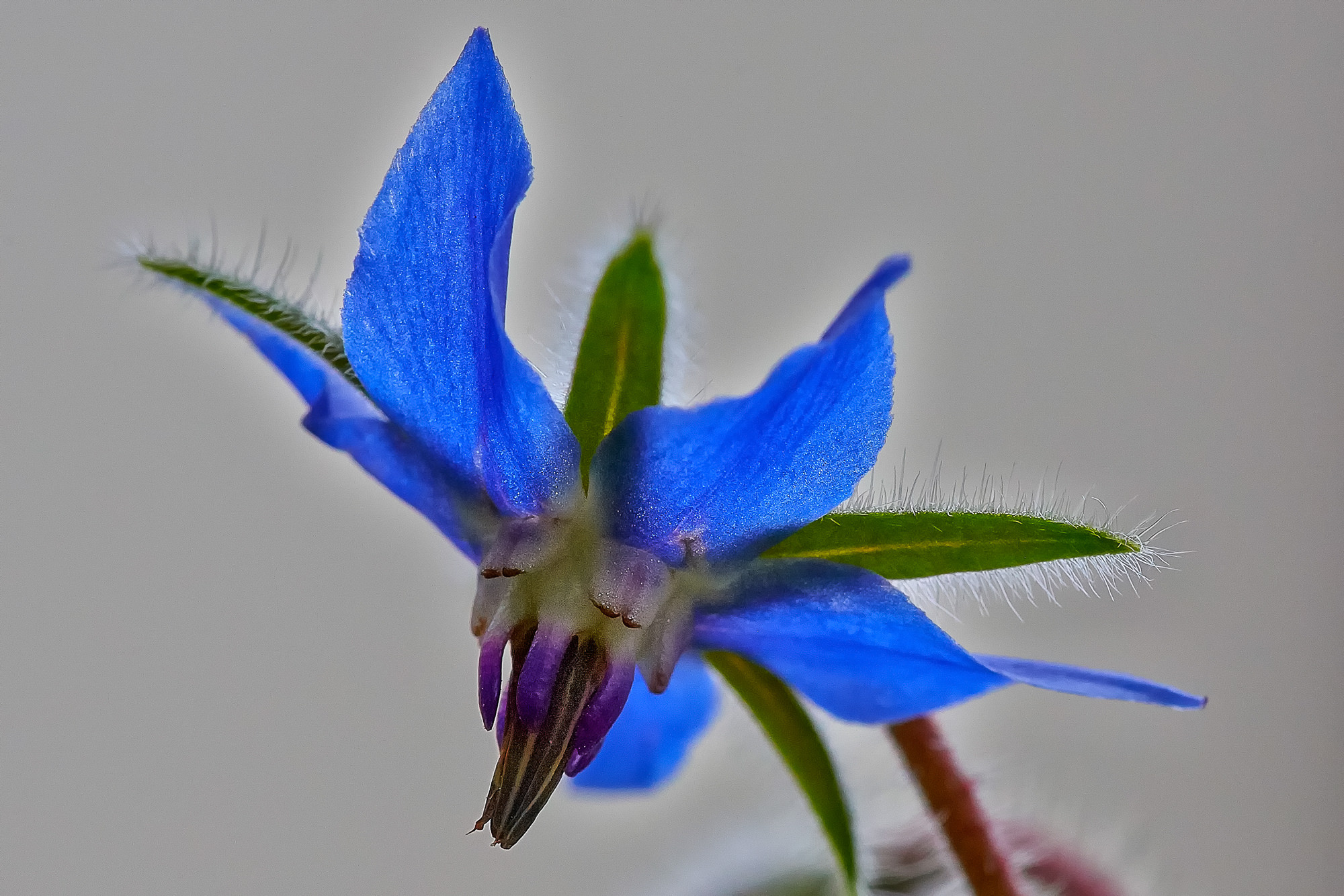 flower of borage