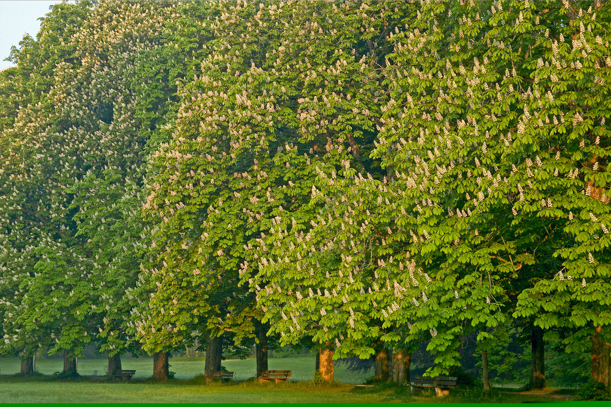 Blossoming chestnuts avenue in spring, Upper Bavaria