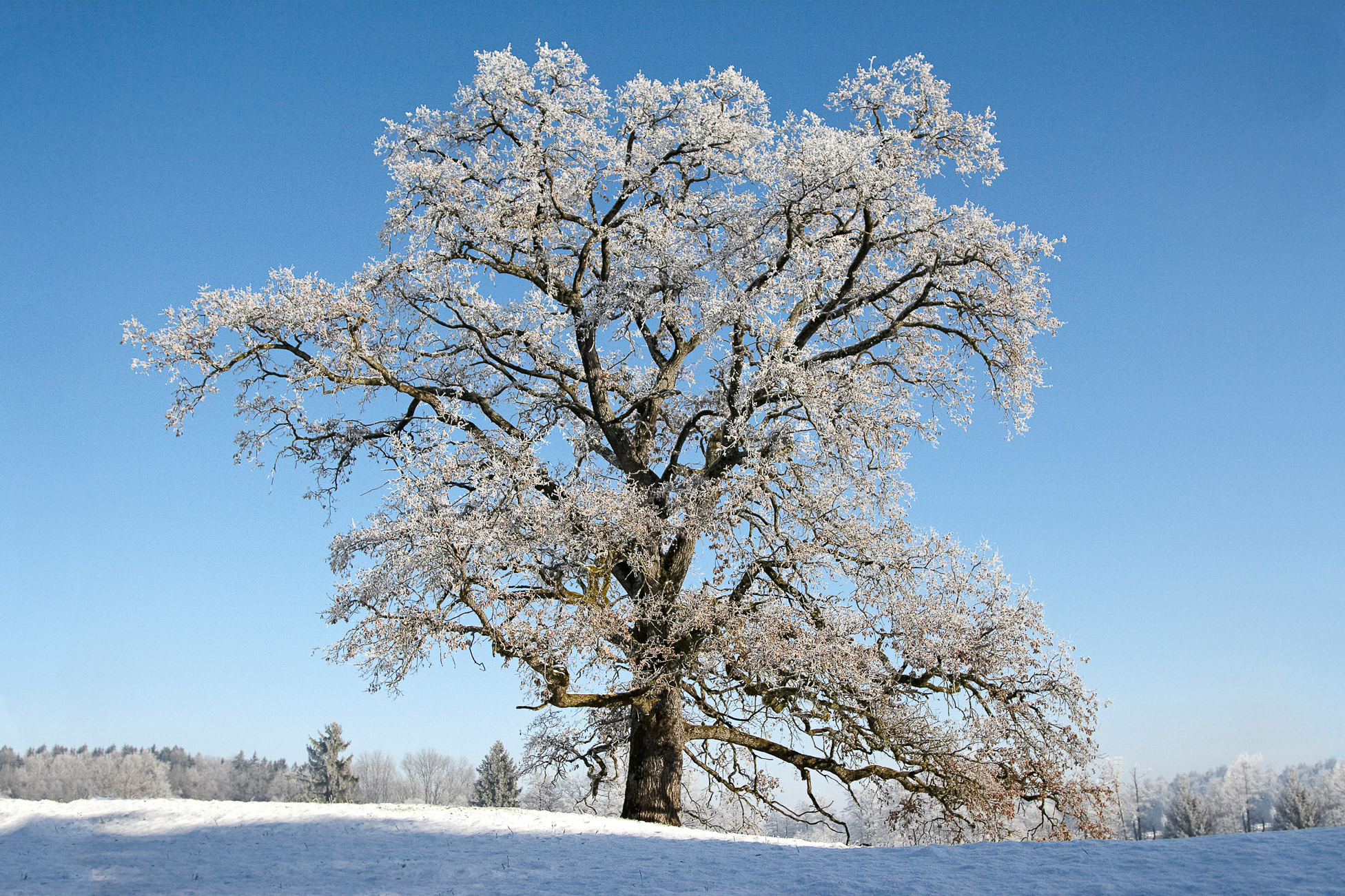 Oak tree in winter
