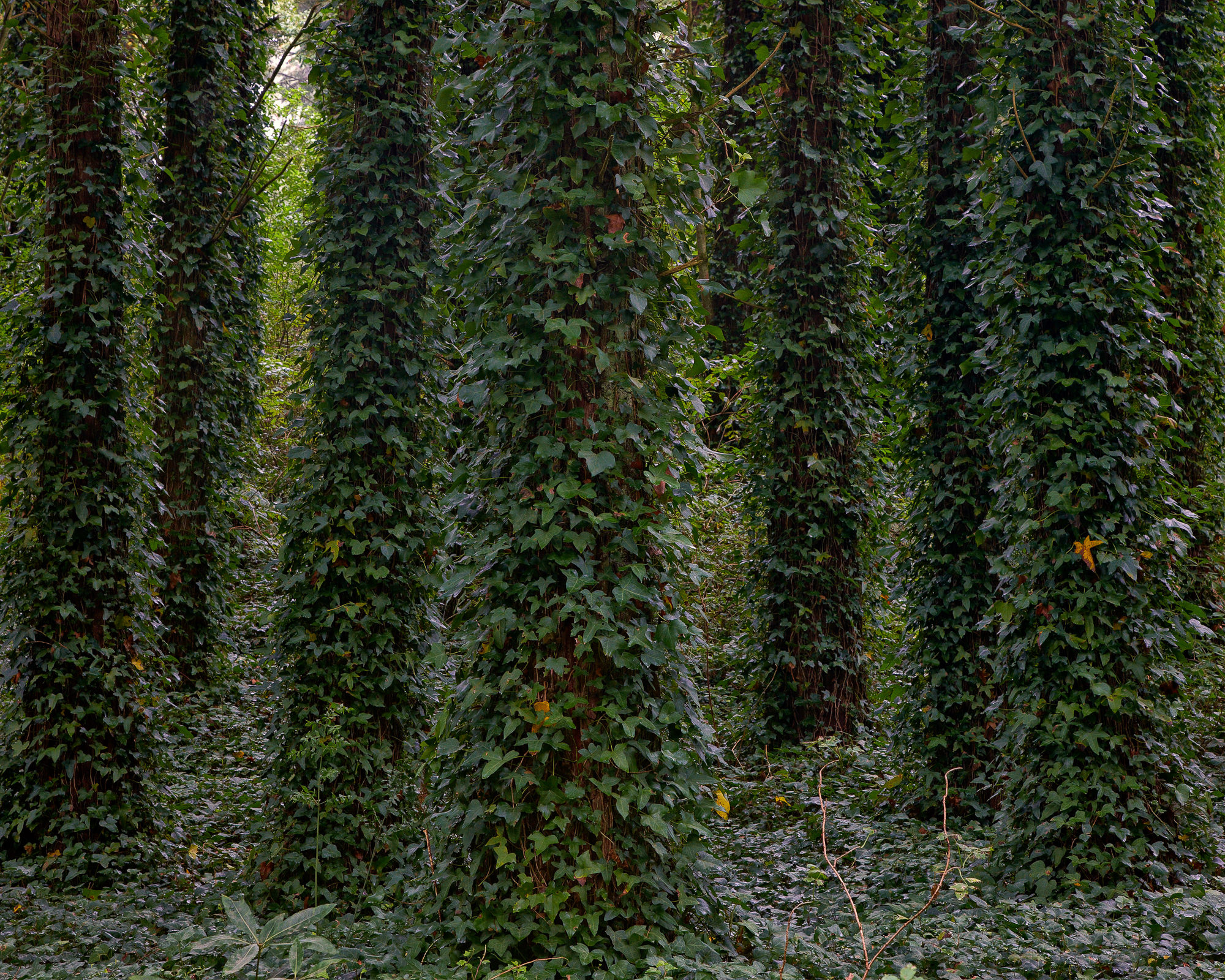 spooky forest at Sintra, Portugal