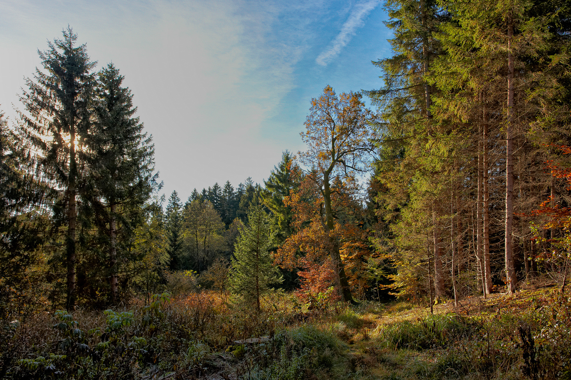 Beech trees in autumn, Upper Bavaria