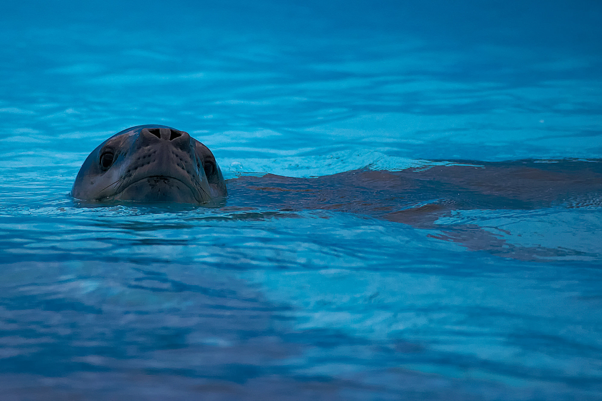 sea leopard