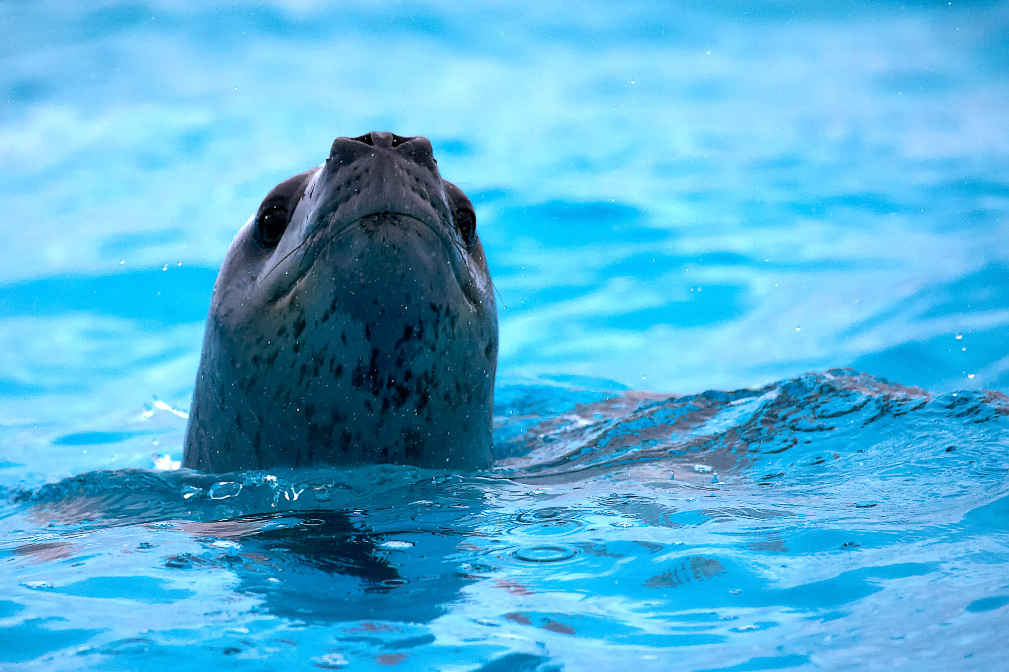 sea leopard