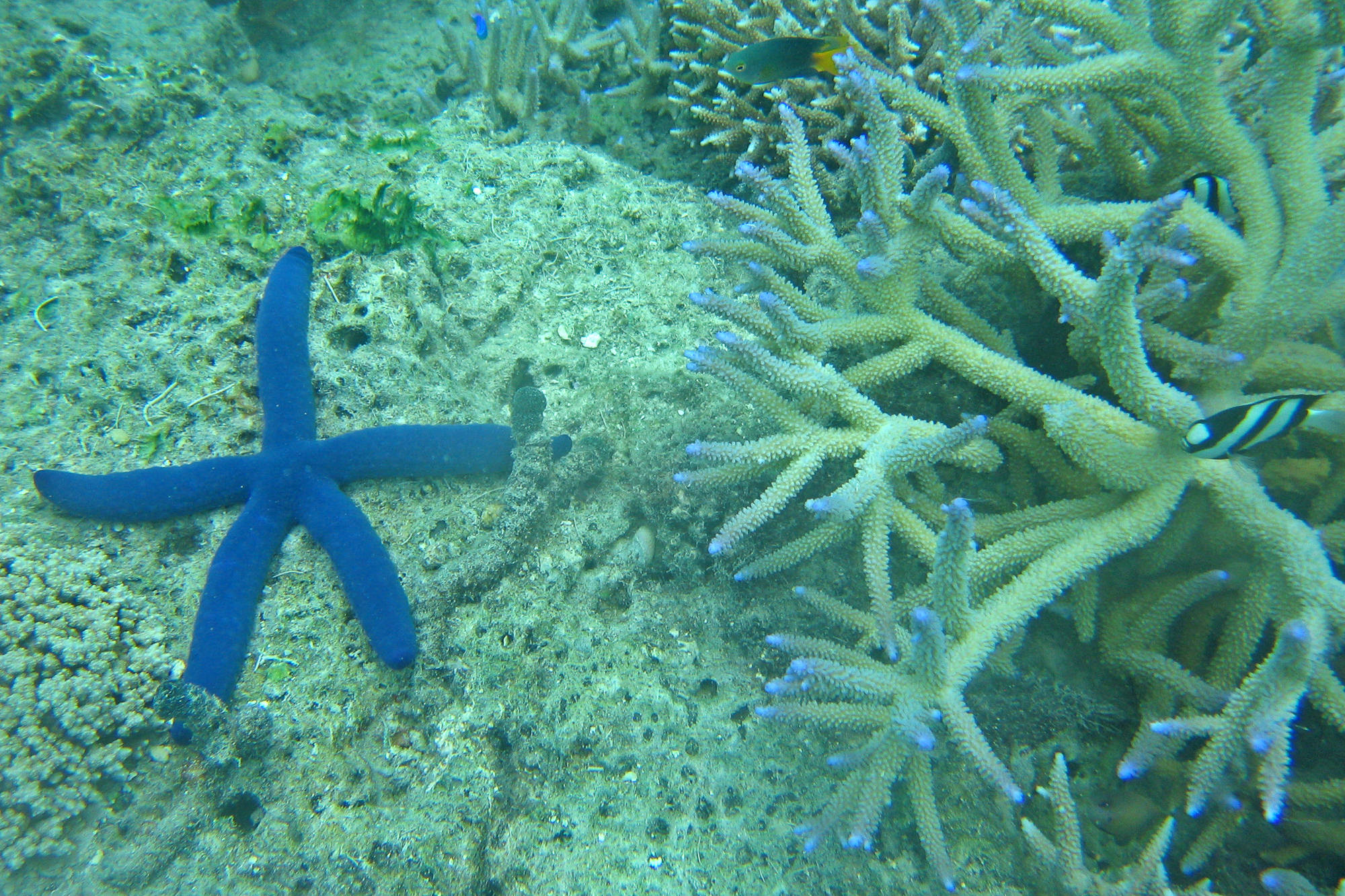 underwater world in the South Sea