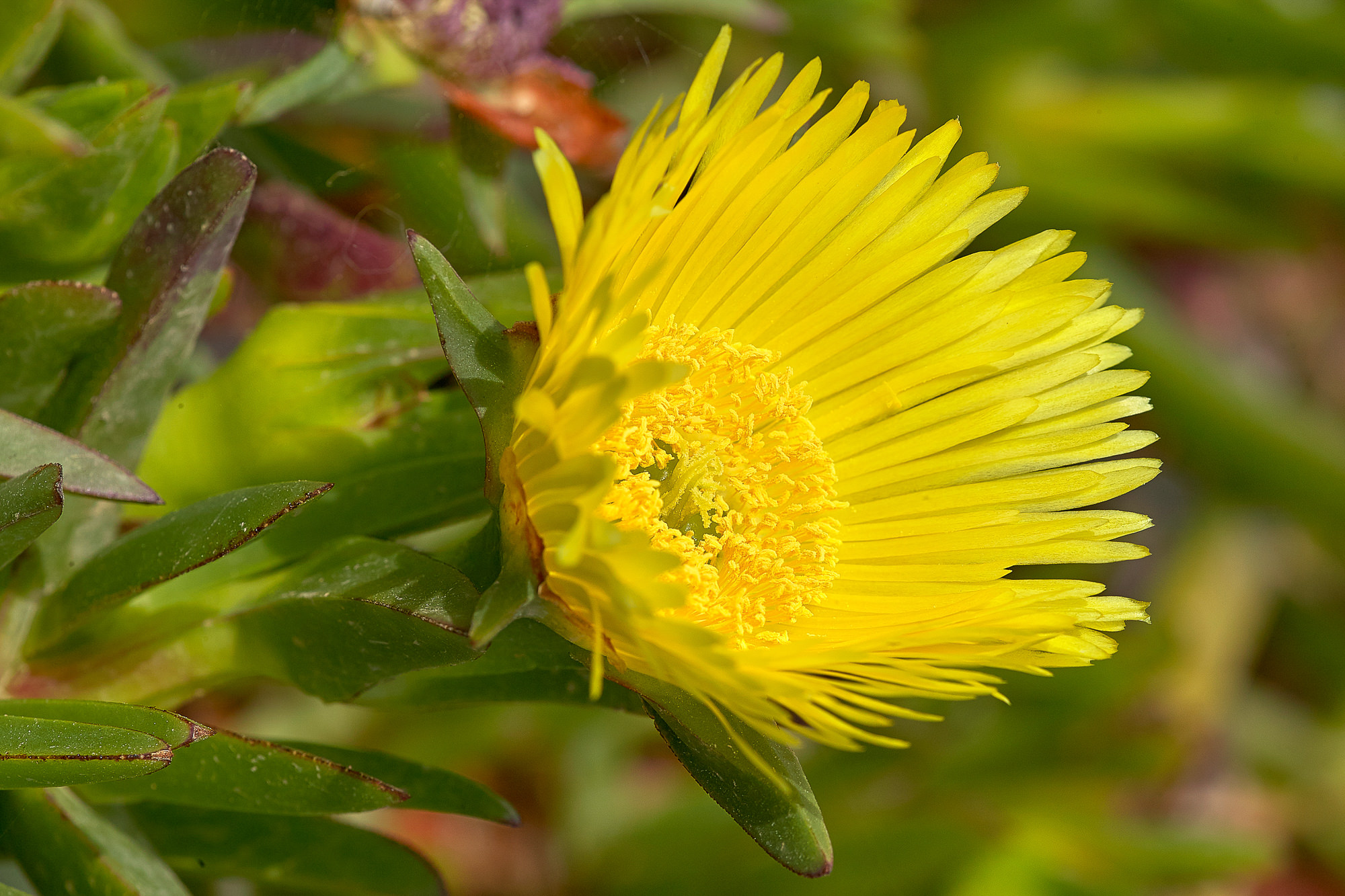 midday flower