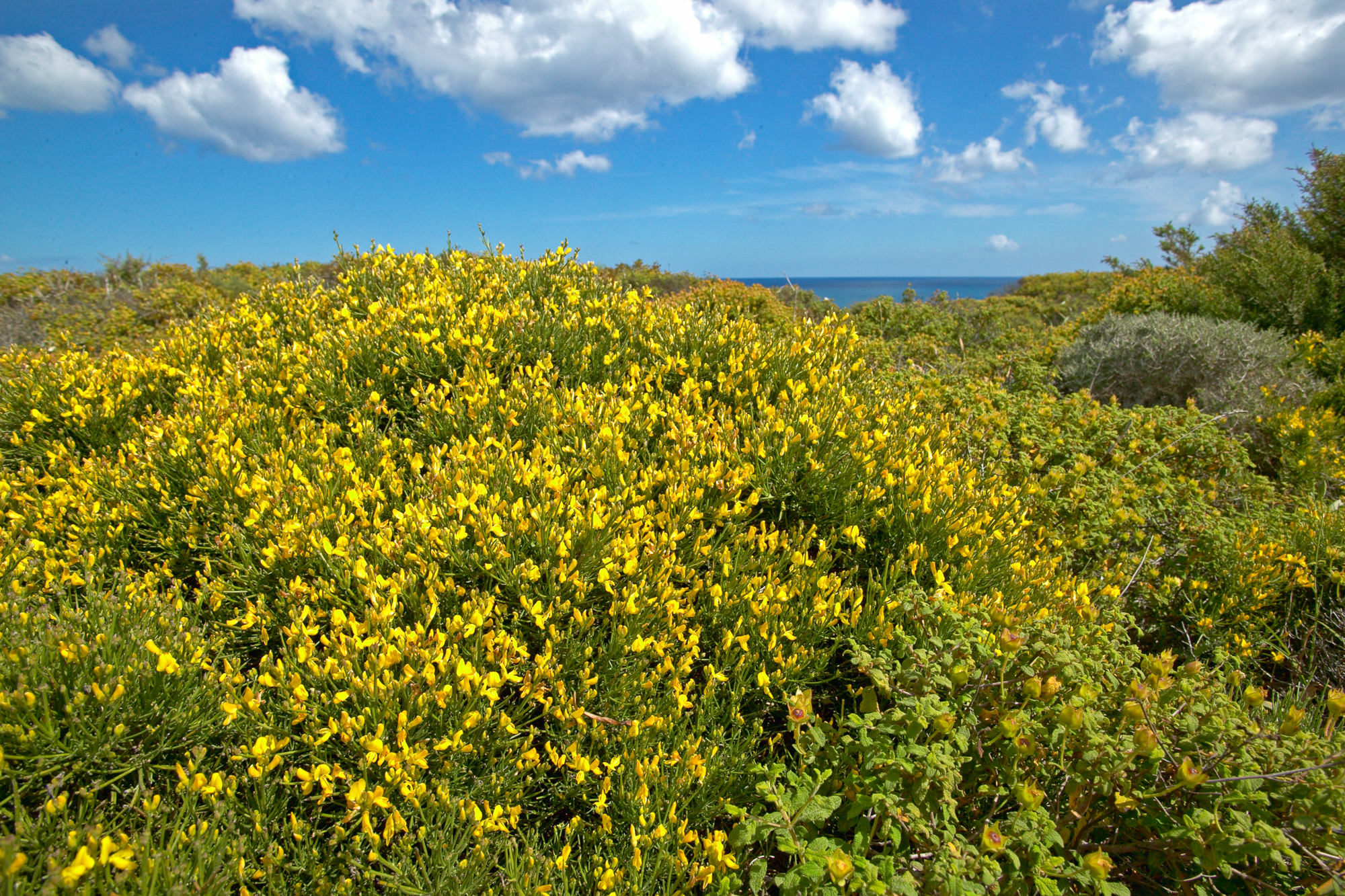 colorful maquis