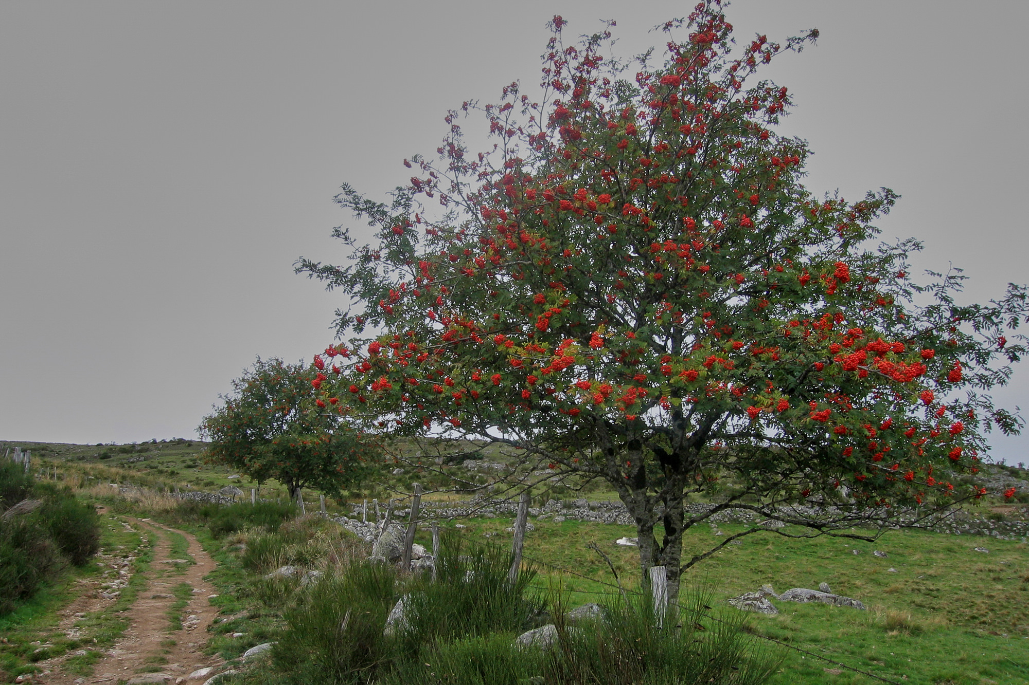 Day 1: From Aumont-Aubrac to Nasbinals