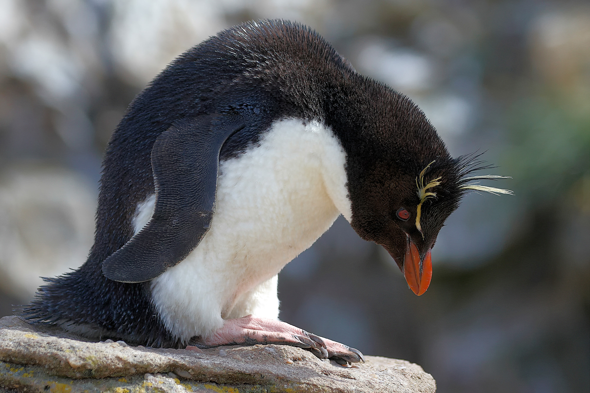 rockhopper penguin, Falklands