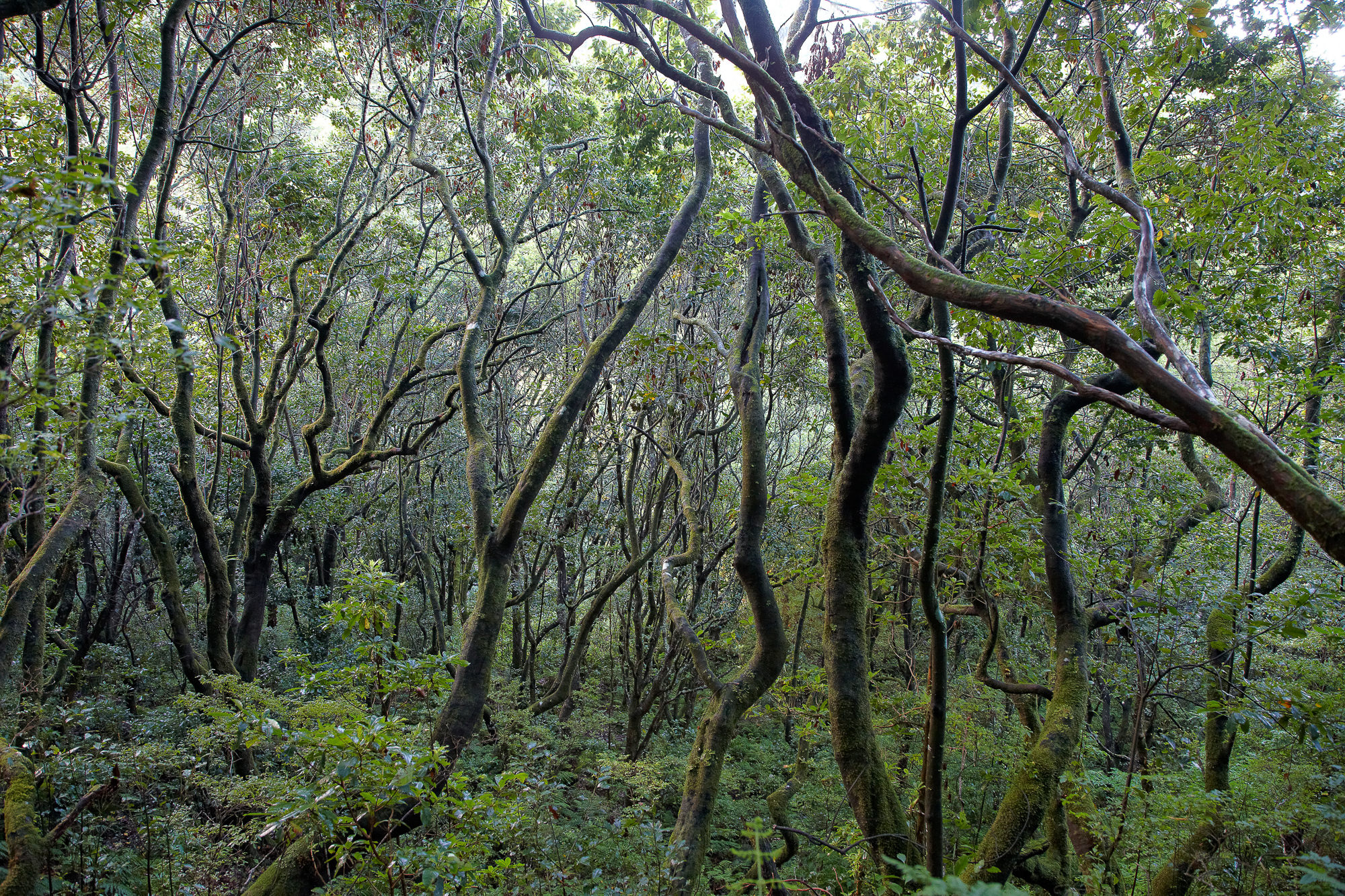 laurel forest, Madeira